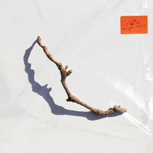 PJ Harvey | I Inside the Old Year Dying LP