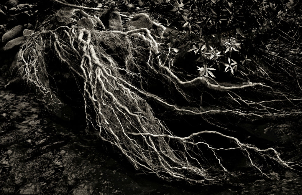 Larry Bean | Clinging to the Past