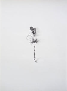 Julie Schrock | Common Snowberry