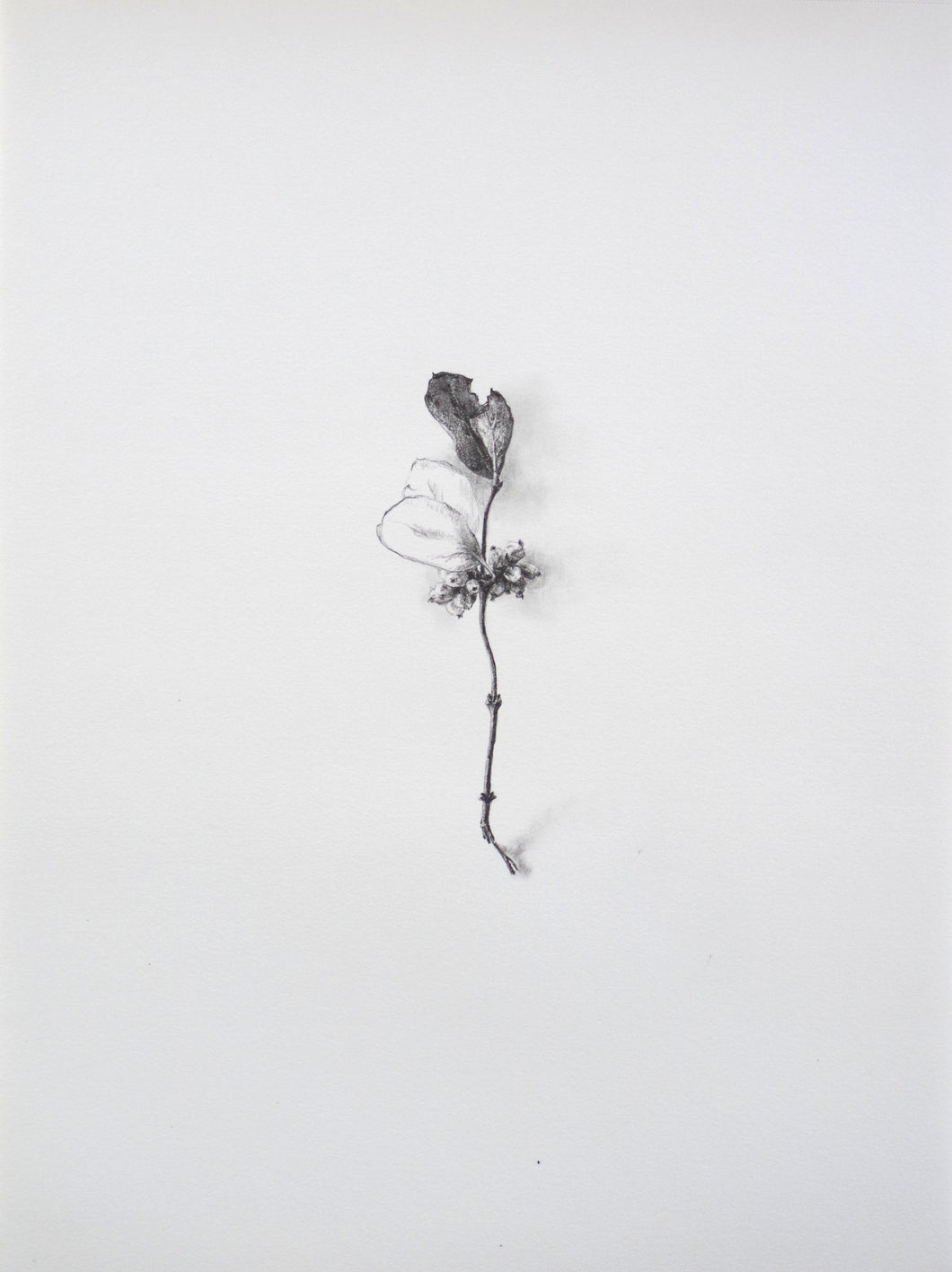 Julie Schrock | Common Snowberry