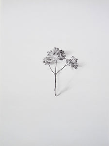 Julie Schrock | Oregano