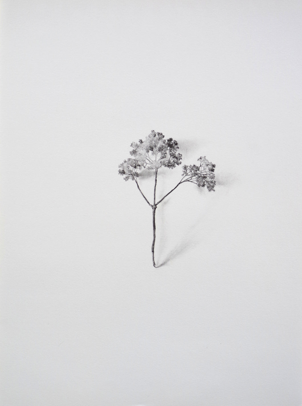 Julie Schrock | Oregano