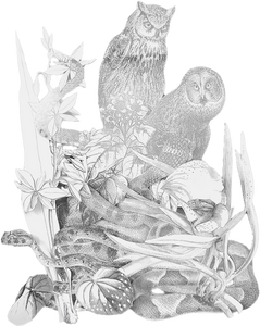 Kate Huston | Athena's Owls