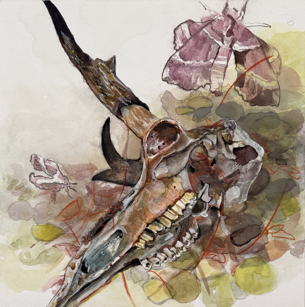 Laura Meintjes | Sticks and Stones