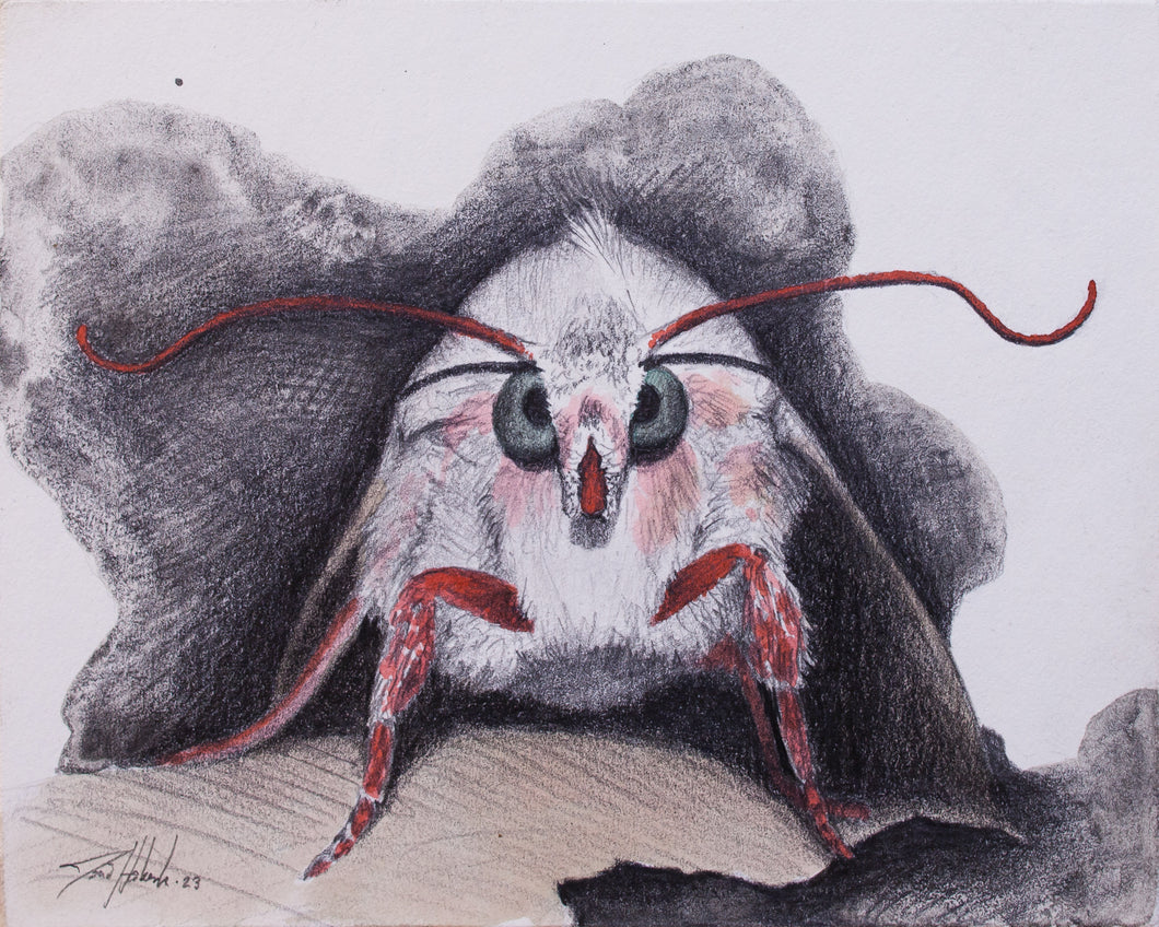 Louis Habeck | Moth Face #2