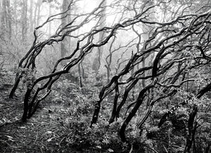 Larry Bean | Manzanitas in Mist