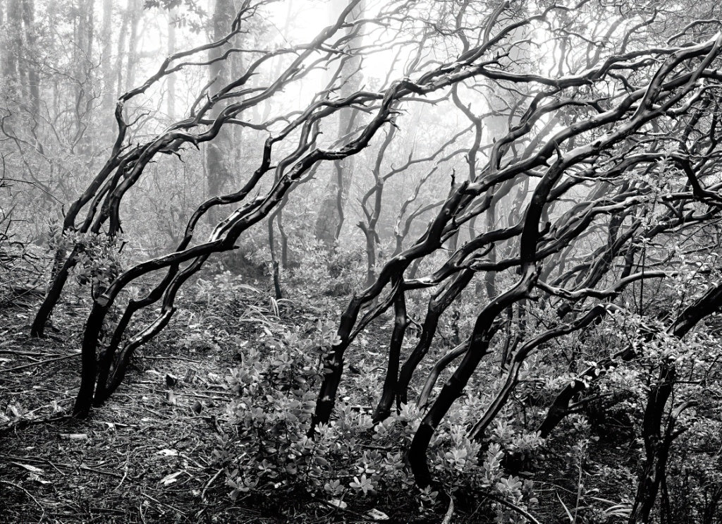 Larry Bean | Manzanitas in Mist