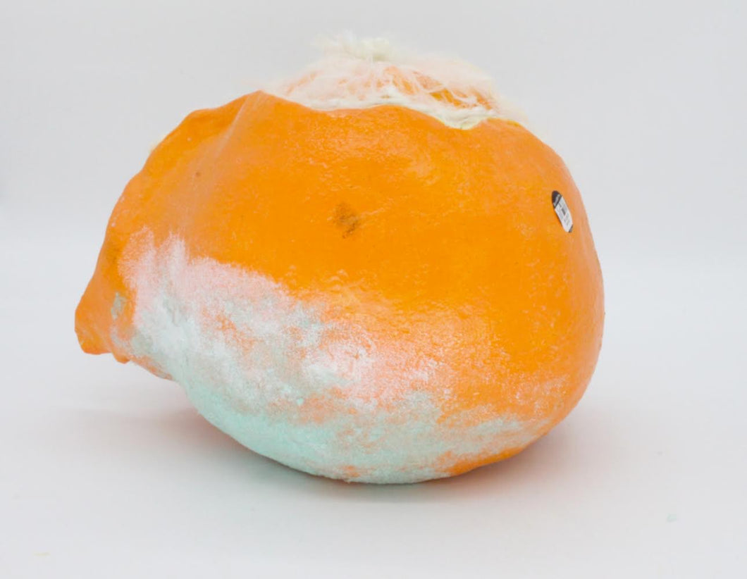 Taya Falcon | Citrus Rot