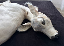 Load image into Gallery viewer, Taya Falcon | Nurturer
