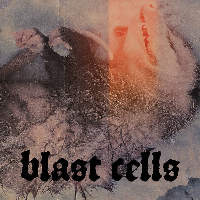 Blast Cells | Blast Cells CD