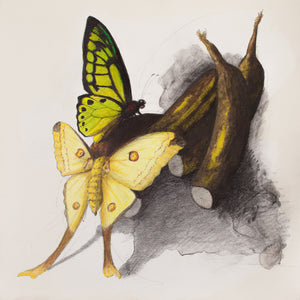 Louis Habeck | Butterfly and Moth on Bananas