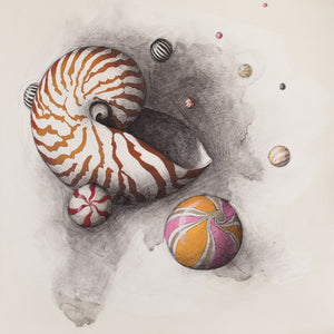 Louis Habeck | Empty Nautilus Shell with Striped Candy