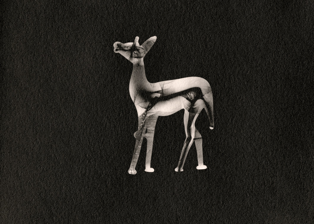 Keeara Rhoades Photograph | Glass Contact – Deer (a Dodging Deer Companion)