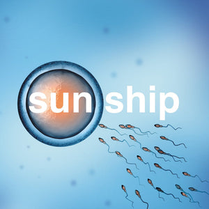 The Brian Jonestown Massacre | The Sun Ship 10" vinyl