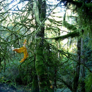 Kurva Choir| Understory  LP